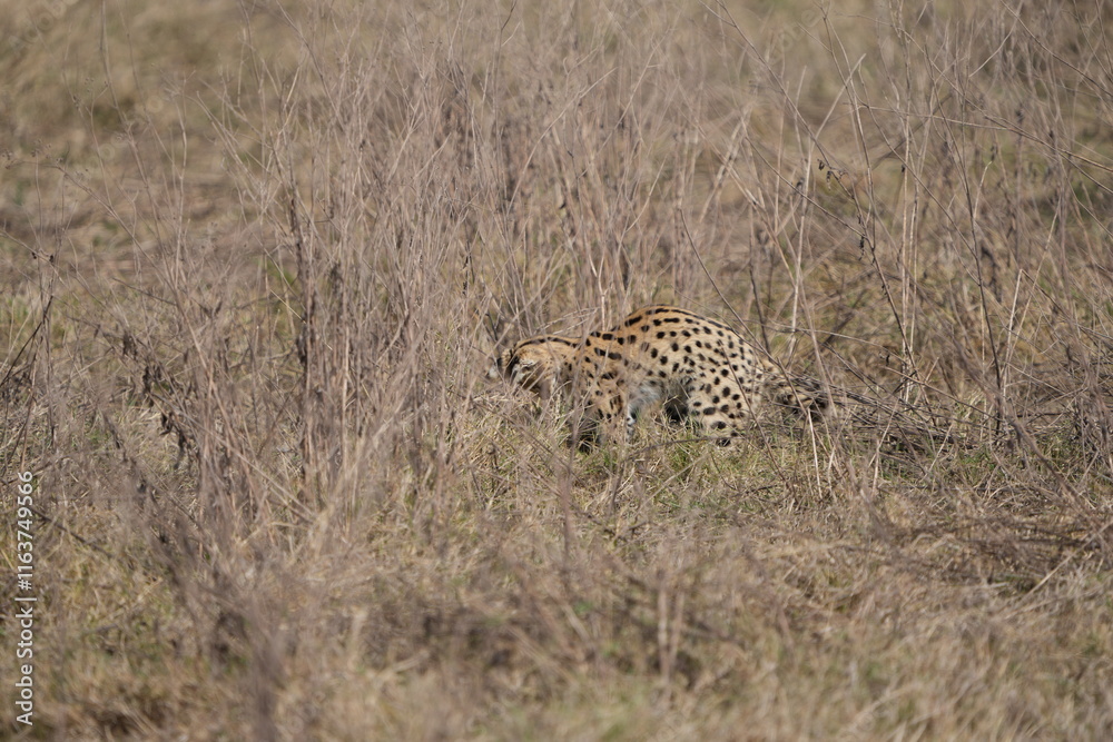 Obraz premium portrait of a serval cat in the serengeti national park, camouflaged serval cat, wildlife safari in tanzania