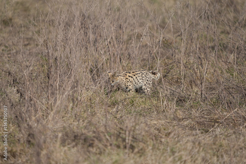 portrait of a serval cat in the serengeti national park, camouflaged serval cat, wildlife safari in tanzania portrait of a serval cat in the serengeti national park, camouflaged serval cat, wildlife safari in tanzania