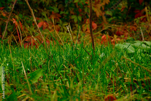 Colorful close-up of green lawn grass on background of red dry leaves