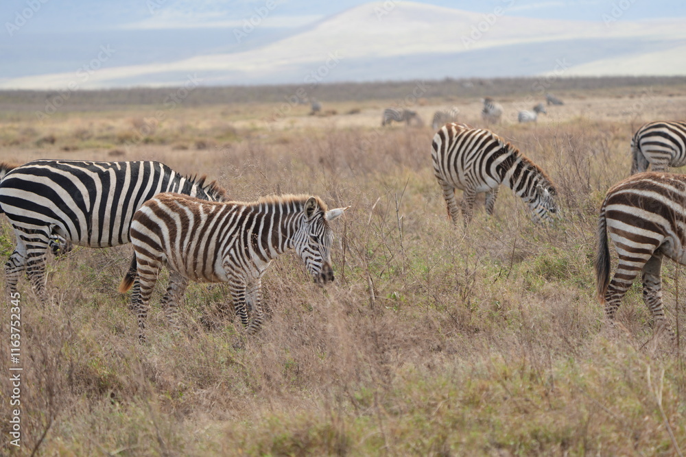 zebras in the savannah, ngorongoro crater tanzania zebras in the savannah, ngorongoro crater tanzania