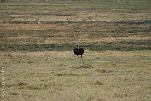 portrait of an ostrich standing on the fields of the Ngorongoro crater in tanzania, safari, big bird photo