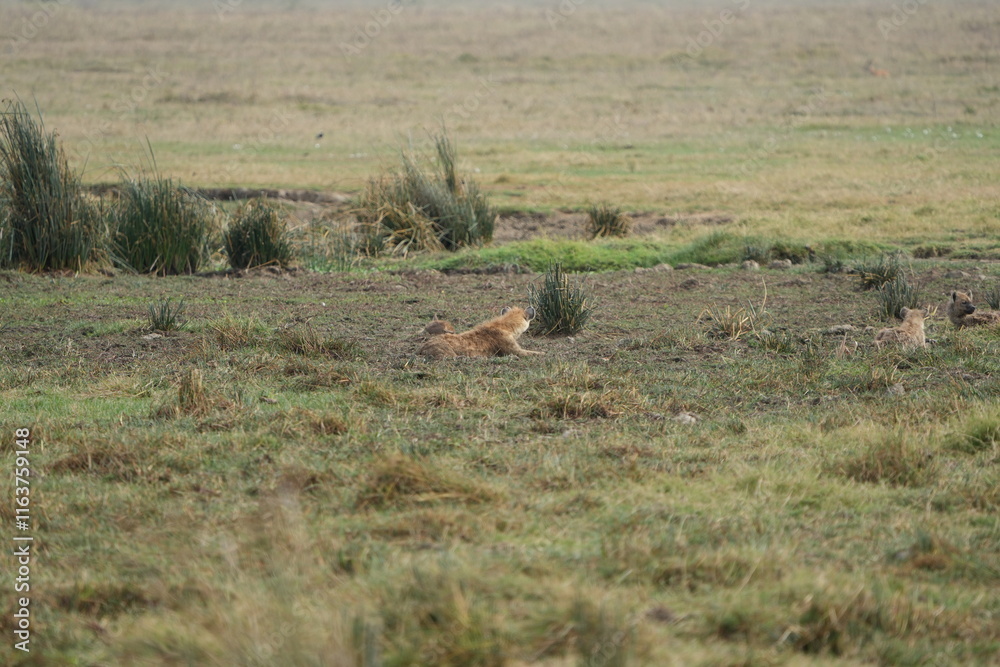 portrait of a lioness laying in the grass in the ngorongoro national park tanzania portrait of a lioness laying in the grass in the ngorongoro national park tanzania