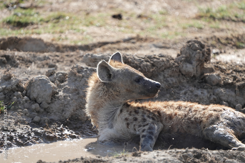 Obraz premium close up of a hyena laying in the mud in the Ngorongoro crater tanzania, hyena portrait, daylight