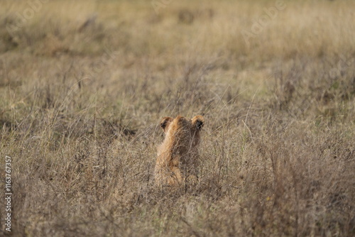 young lion in the savannah watching gazelle in front of him, Ngorongoro crater, lion hunting, poetic, Tanzania, safari photo