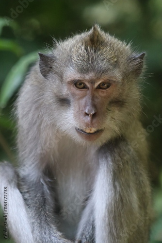 portrait of a macaque