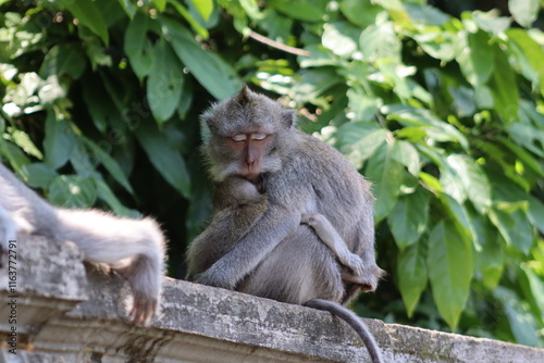 mother and baby macaque