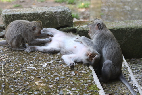 Family of three monkeys cleaning themself