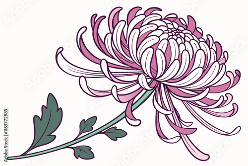 Chrysanthemum: Detailed Flower Vector Silhouette Illustration on white background