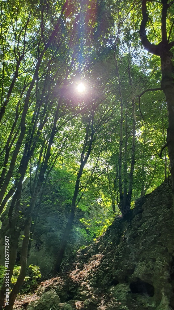Majestic tree branches in the forest in summer Majestic tree branches in the forest in summer