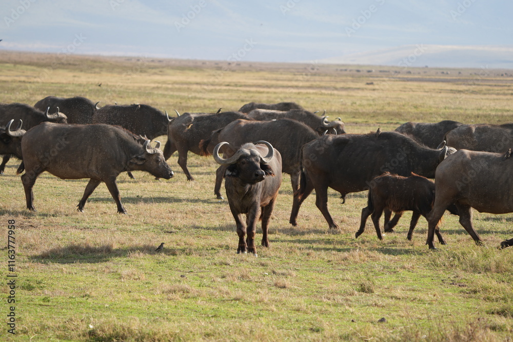 buffalos trekking through the ngorongoro crater tanzania safari buffalos trekking through the ngorongoro crater tanzania safari