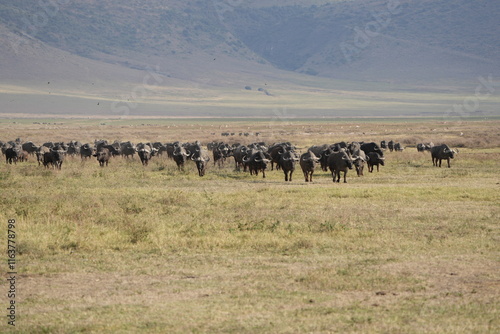 Canvas Print herd of buffalo traveling over the savannah of the ngorongoro crater in Tanzania