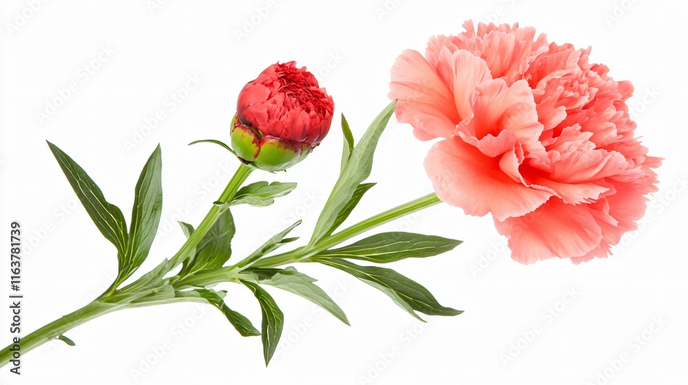 Obraz premium Stunning Pink and Red Peony Blooms Isolated on White Background
