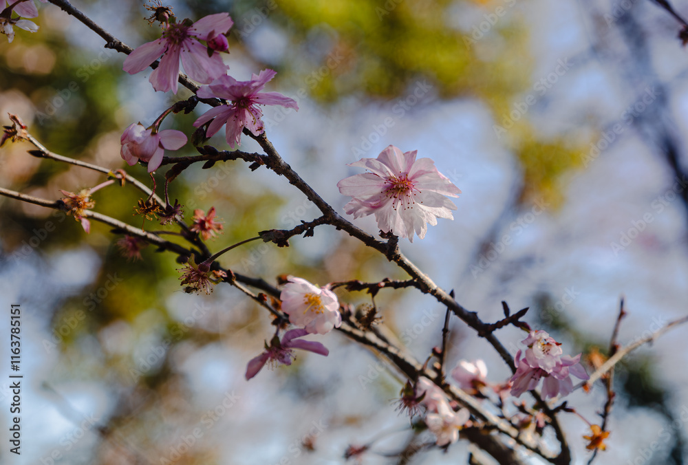 城峯公園 冬桜 寒桜 さくら 城峯公園 冬桜 寒桜 さくら