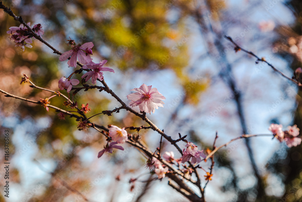 城峯公園 冬桜 寒桜 さくら 城峯公園 冬桜 寒桜 さくら