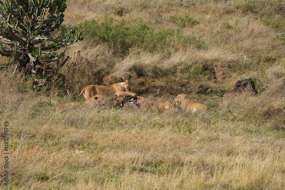 pride of lions sharing a kill (zebra) in the Ngorongoro crater in Tanzania pride of lions sharing a kill (zebra) in the Ngorongoro crater in Tanzania