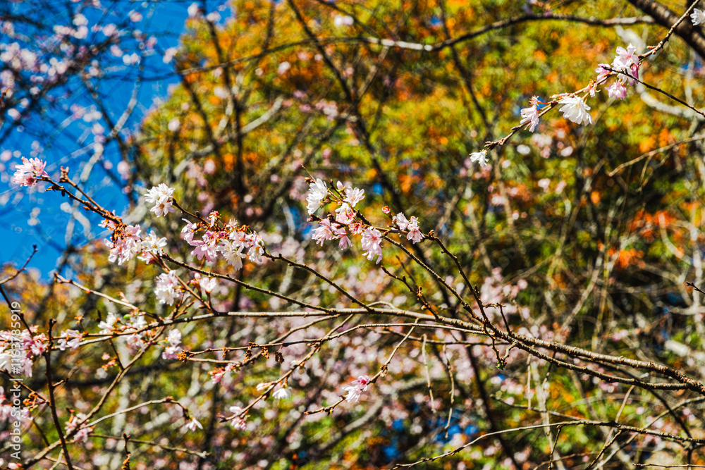 Fototapeta premium 城峯公園 冬桜 寒桜 さくら