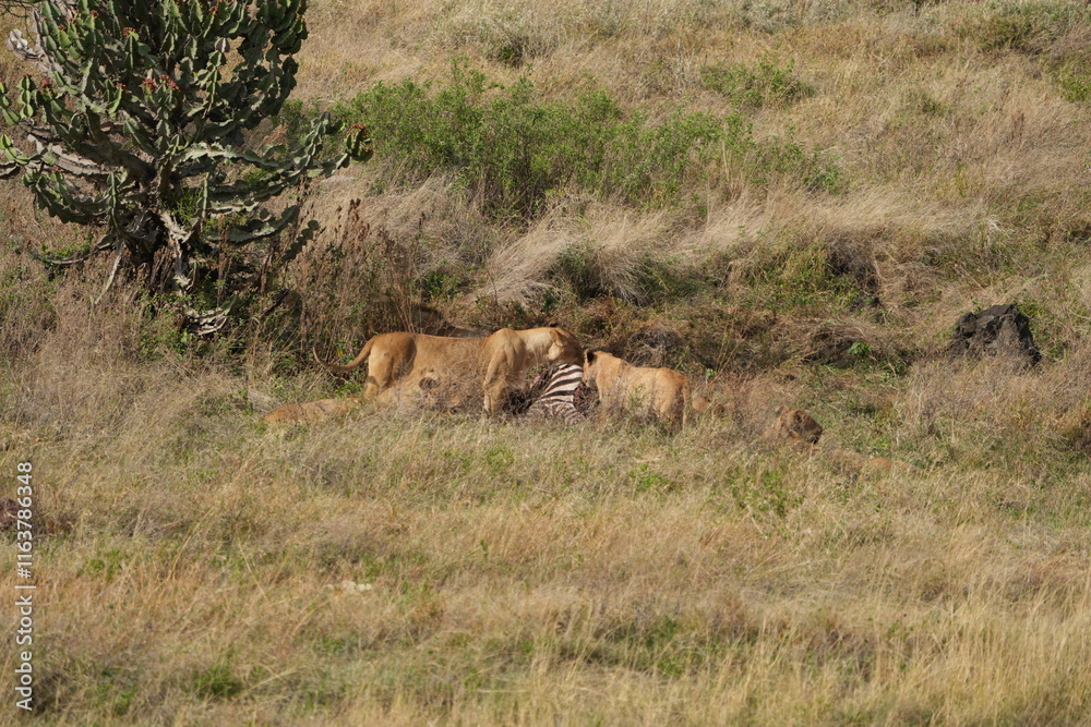 pride of lions sharing a kill (zebra) in the Ngorongoro crater in Tanzania pride of lions sharing a kill (zebra) in the Ngorongoro crater in Tanzania
