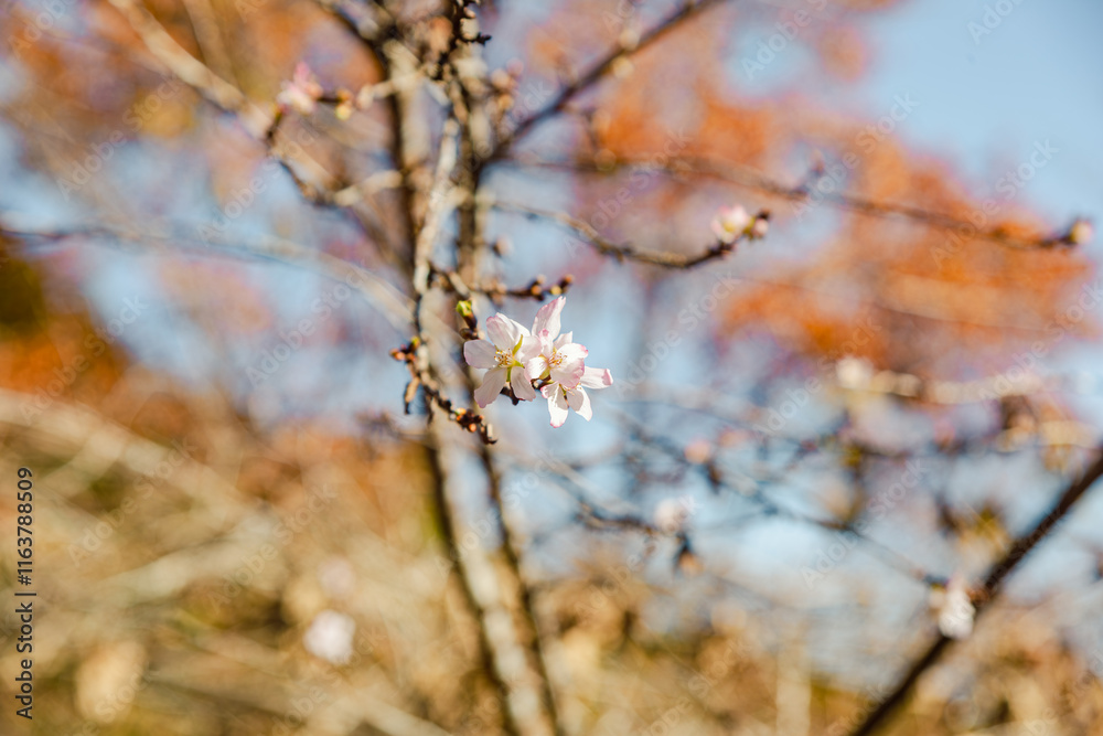 城峯公園 冬桜 寒桜 さくら 城峯公園 冬桜 寒桜 さくら