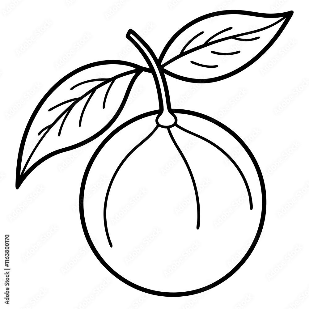 Kumquat Outline Vector Art