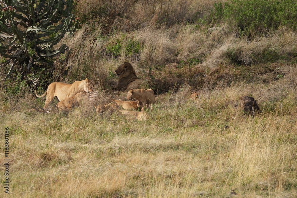pride of lions sharing a kill (zebra) in the Ngorongoro crater in Tanzania pride of lions sharing a kill (zebra) in the Ngorongoro crater in Tanzania
