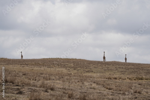 Photography wallpaper portrait of giraffes standing on the edge of the ngorongoro crater on
