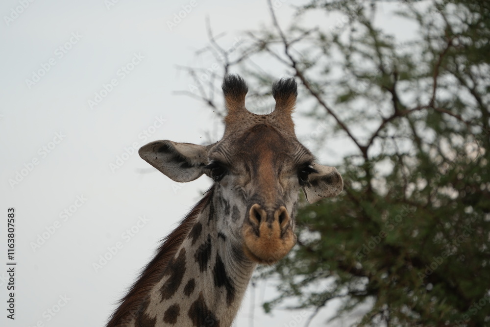 Fototapeta premium portrait of a giraffe in the serengeti national park safari wildlife