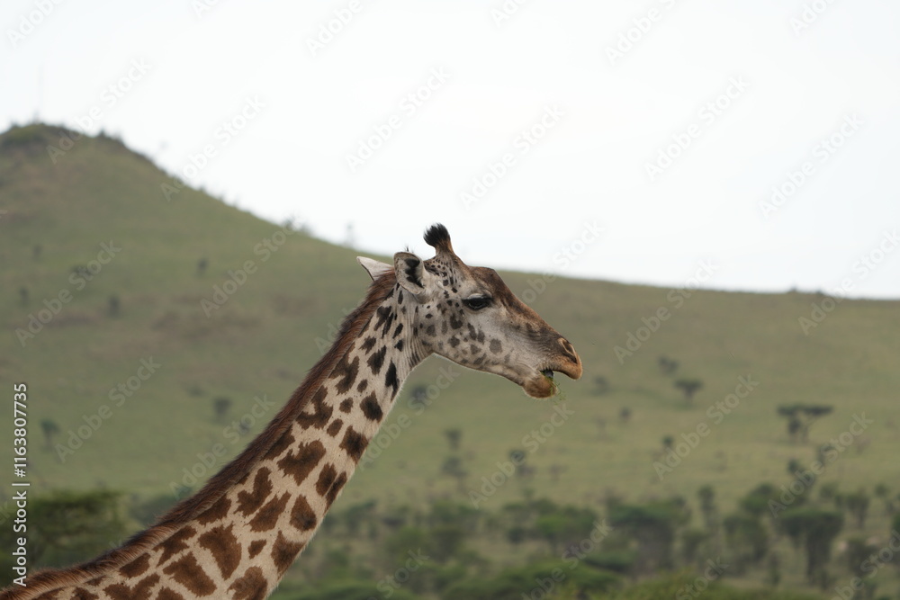 Obraz premium giraffe in the serengeti