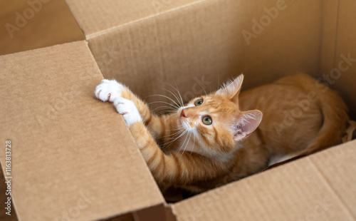 Ginger little cute cat plays in a small box. Fun for cats. Pets