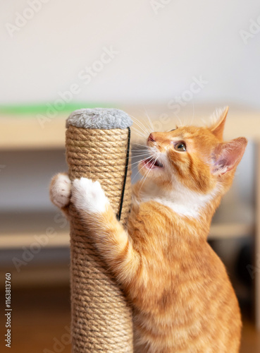 Domestic ginger little cute kitten plays with a scratching post. Fun for cats. selective focus