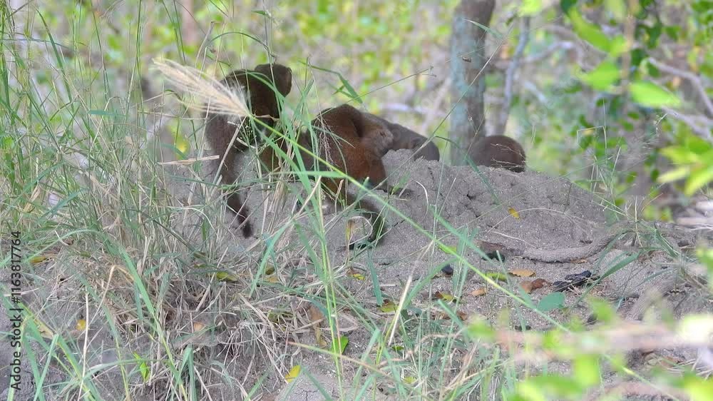 Mongooses explore a mound in the wild grasses of Kruger National Park, South Africa Mongooses explore a mound in the wild grasses of Kruger National Park, South Africa