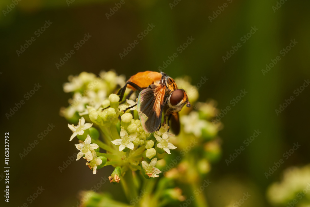 Hoverfly Resting on White Flower Hoverfly Resting on White Flower