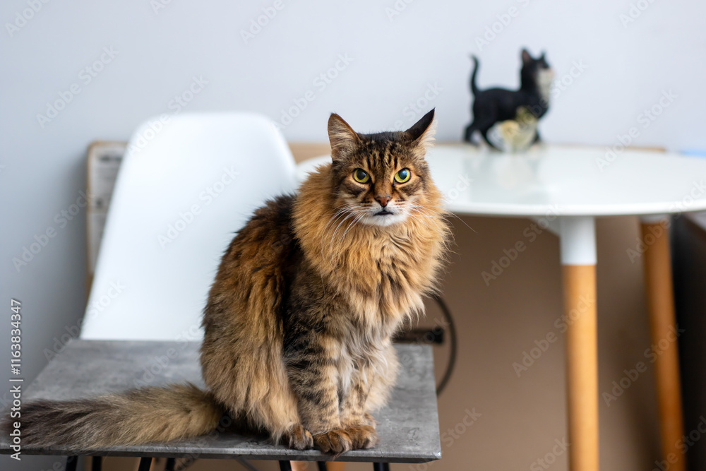 A small domestic cat is perched atop a small table in the living room A small domestic cat is perched atop a small table in the living room