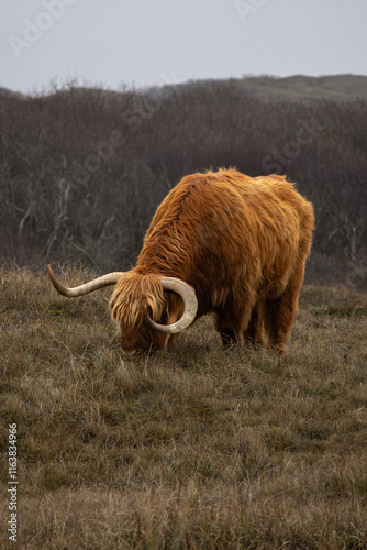 Wallpaper Mural A Highland cow grazes in a natural, rugged dune landscape along the North Holland coast near Bergen aan Zee. The imposing horns and thick, reddish-brown coat of the animal stand out against the trees. Torontodigital.ca