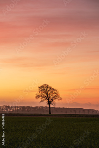 Wallpaper Mural A stunning photo of a solitary tree in a vast meadow at sunrise. The sky is painted in shades of gold, orange, and red, creating a serene and warm atmosphere. Torontodigital.ca