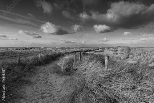 Dutch dune landscape near Petten, the sandy path leads the way to the North Sea.  The marram grass sways back and forth in the ever-present northwesterly wind. 
