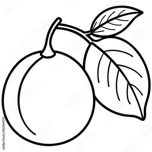 Minimalist Kumquat Vector Design