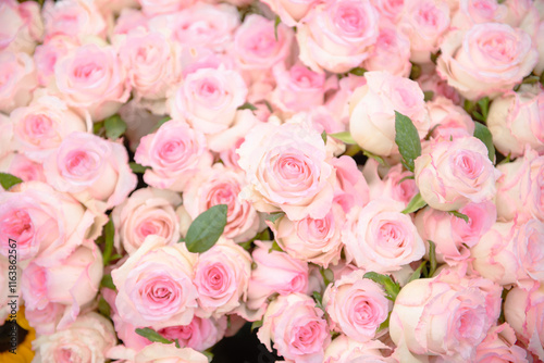 Pink pastel roses fresh cuts with leaves decoration wall picture at flower festival in Hanoi, Vietnam, beautiful display of romantic flowers as symbol of love, seasonal background, design element