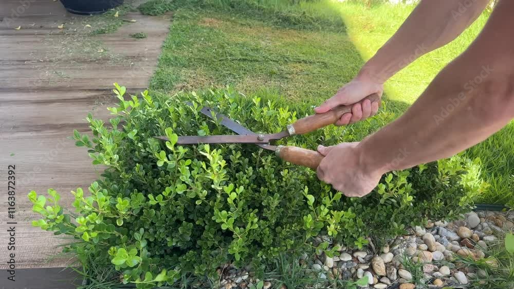homem contando aparando as plantas do jardim 