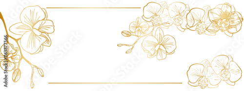 flower is a white orchid with a golden gradient3