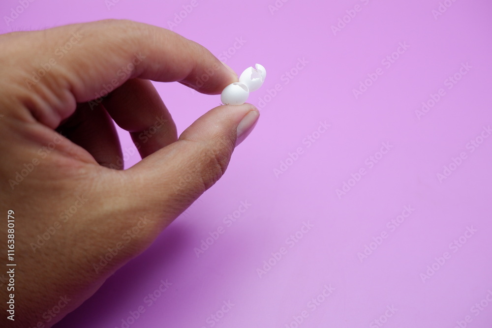 hand holding 2 eggs from a house lizard that have hatched. the shell of a hatched house lizard egg on a purple background hand holding 2 eggs from a house lizard that have hatched. the shell of a hatched house lizard egg on a purple background
