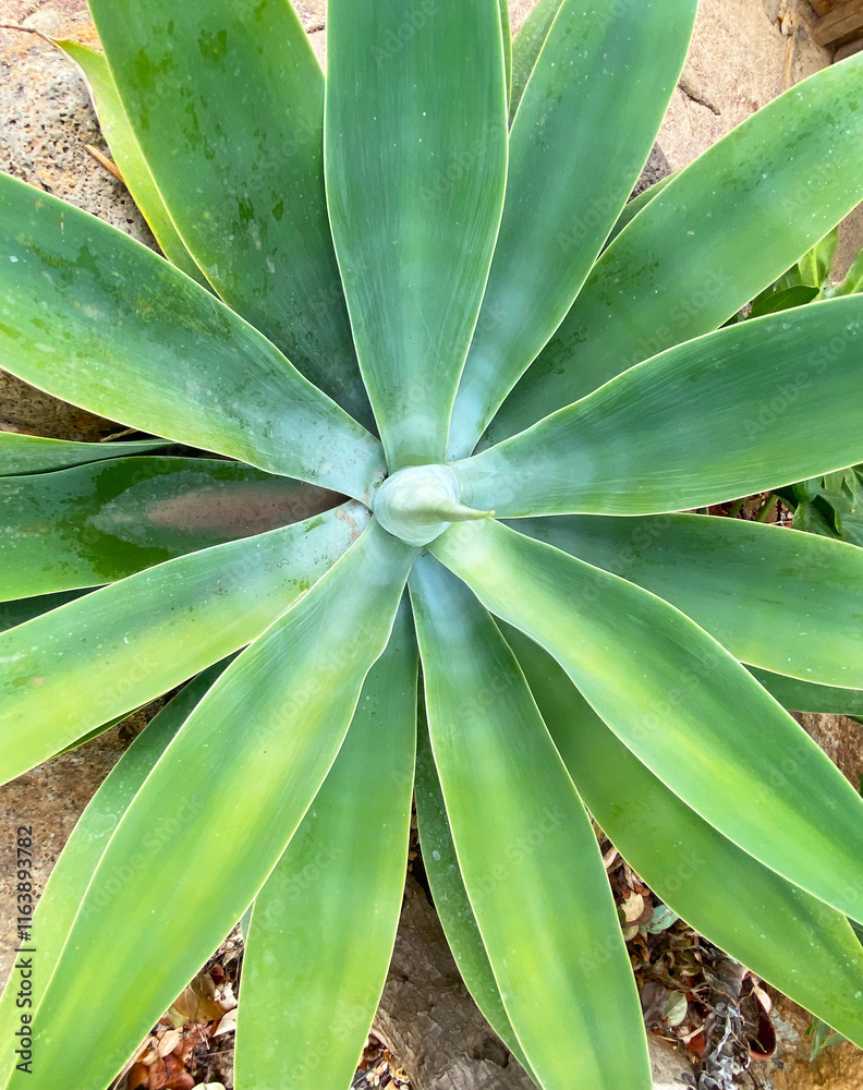 Fototapeta premium Agave attenuata or Fox tail tropical succulent plant in Tenerife,Camnary Islands,Spain.Selective focus. 