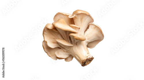 Oyster mushroom with unique shape and texture photo