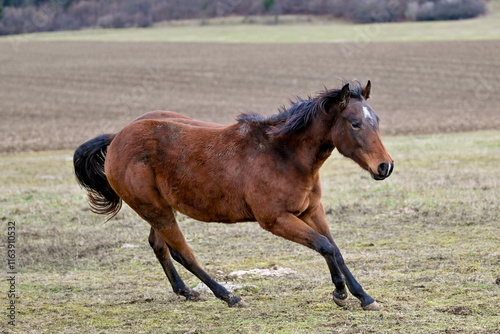 SVK, Pferd, Pferde photo