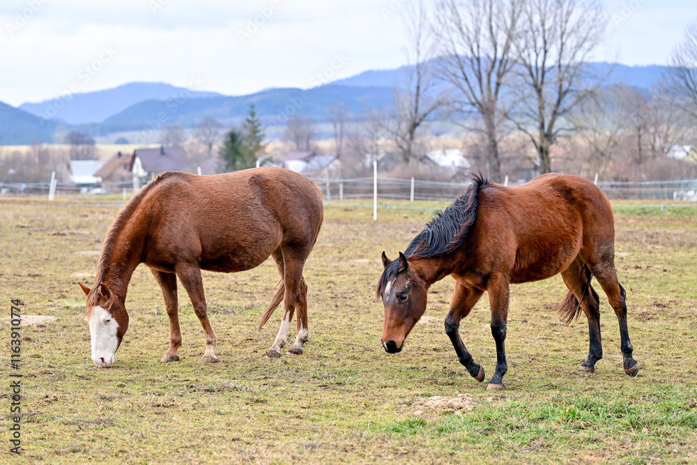 Obraz premium SVK, Pferd, Pferde