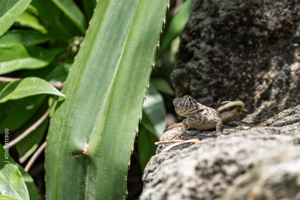 Cuban curly-tailed lizard (leiocephalus carinatus) on rock