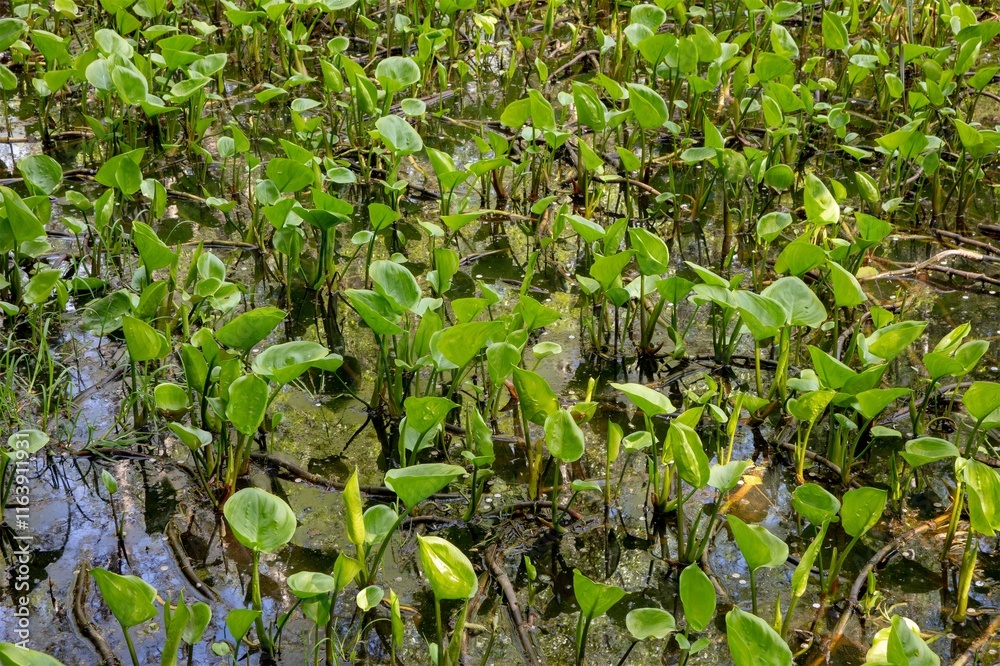 Marsh marigold or kingcup plant (caltha palustris) in swamp
