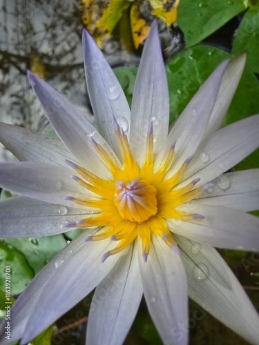 Stunning Purple Water Lily Close-Up with Yellow Center - Aquatic Flower, Nature Macro Photography, Lotus Bloom, Exotic Water Plant, Garden Pond Scene, Tranquil Beauty, Wet Petals with Dewdrops