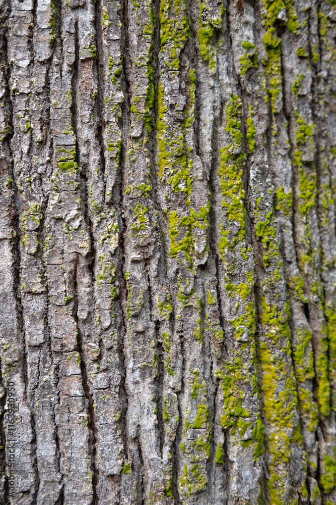 The texture of Meranti (Shorea Selanica) bark covered with moss The texture of Meranti (Shorea Selanica) bark covered with moss