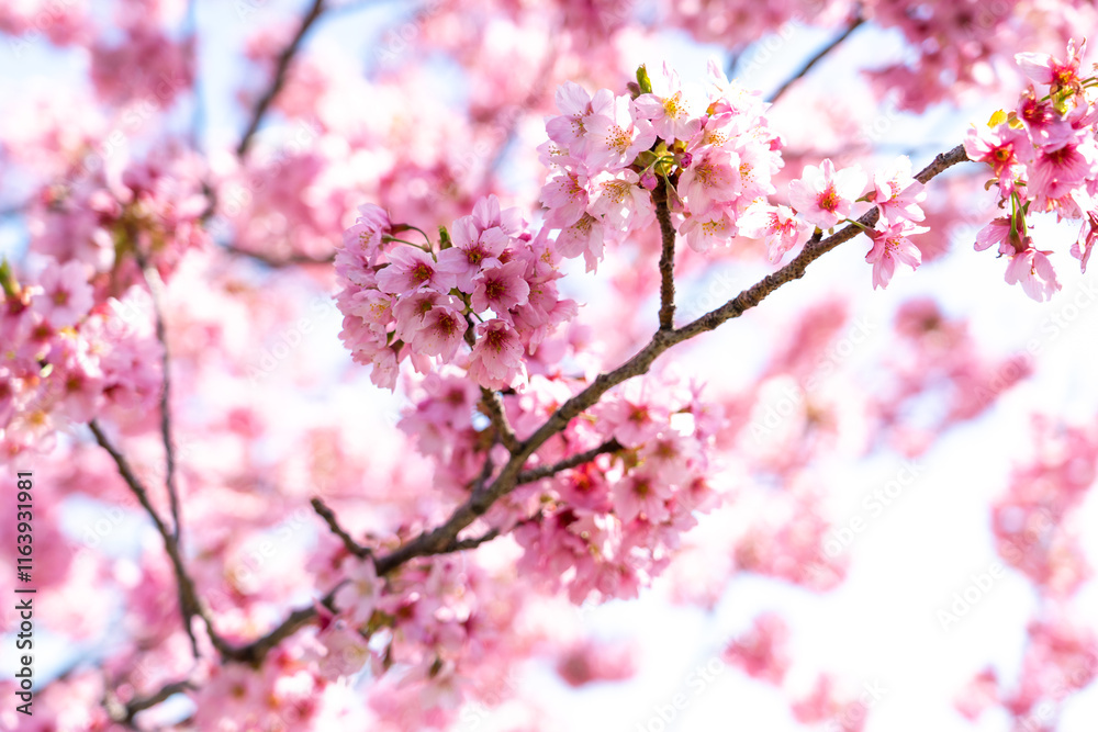 Closed up background of pink color flower sakura (cherry) blossom Closed up background of pink color flower sakura (cherry) blossom