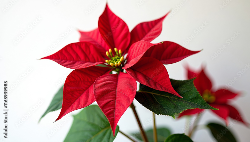 Stunning Red Poinsettia - A Festive Floral Display Stunning Red Poinsettia - A Festive Floral Display